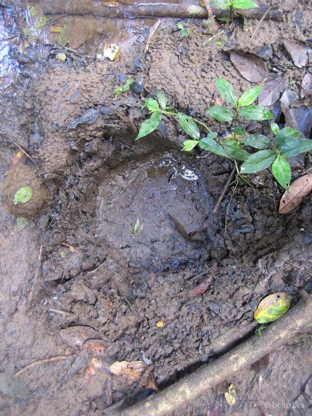 Pisada de un elefante salvaje