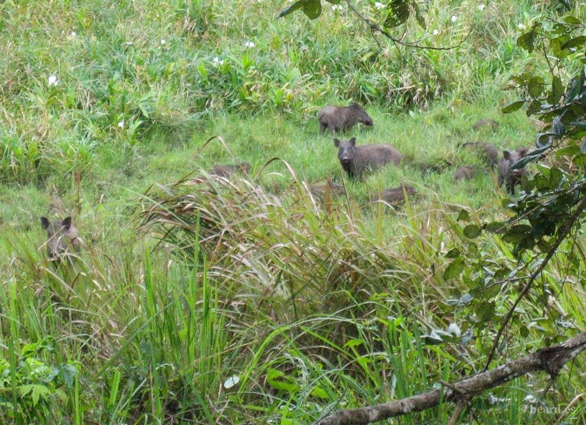 Una familia de javalies