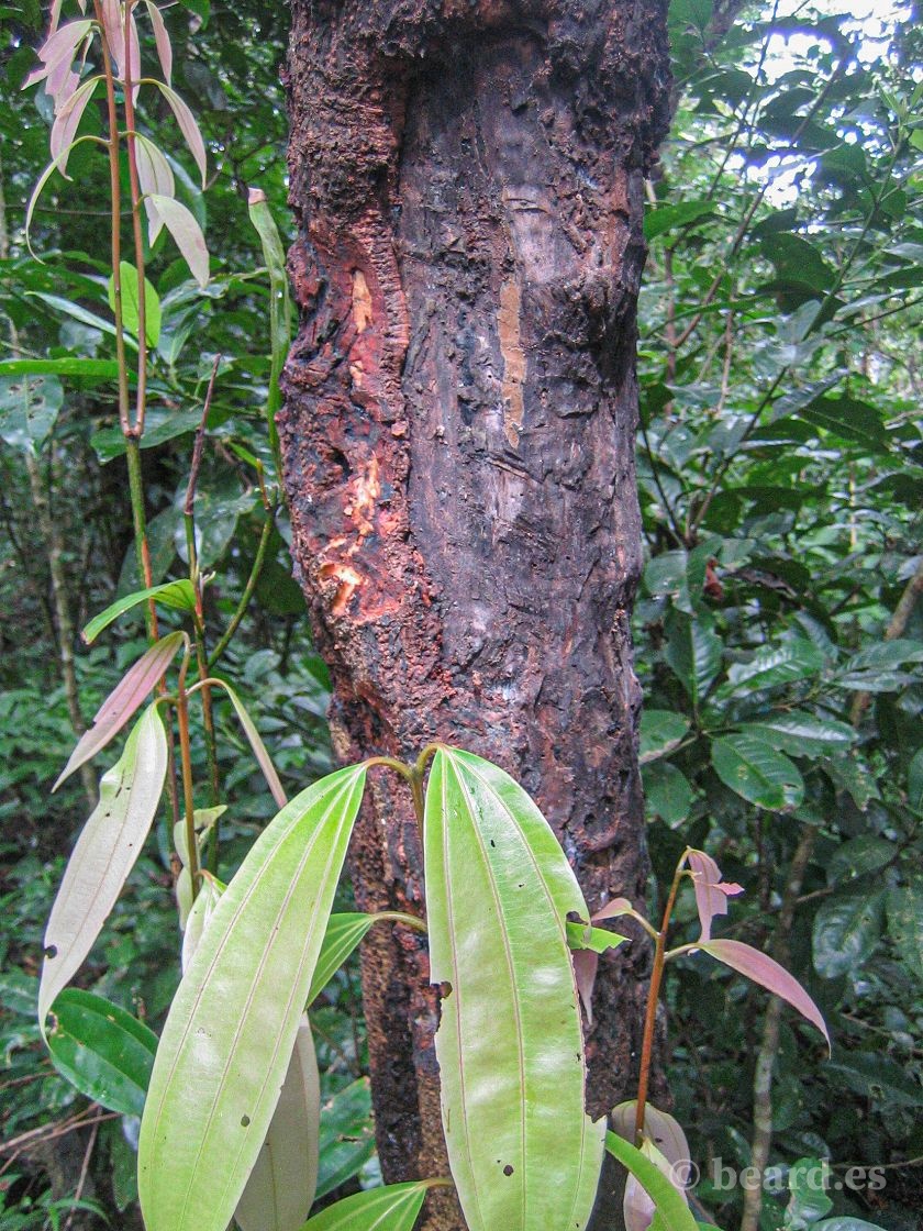 Árbol de canela salvaje