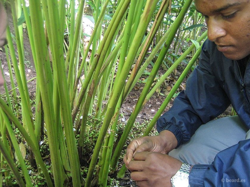 Planta de cardamomo