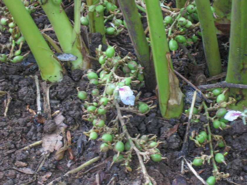 Cardamomos (no-salvajes)